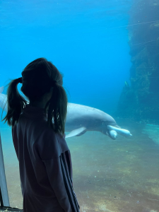 Child looking at Dolphin at Sea World.